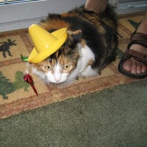 Meet your Posher, Eileen